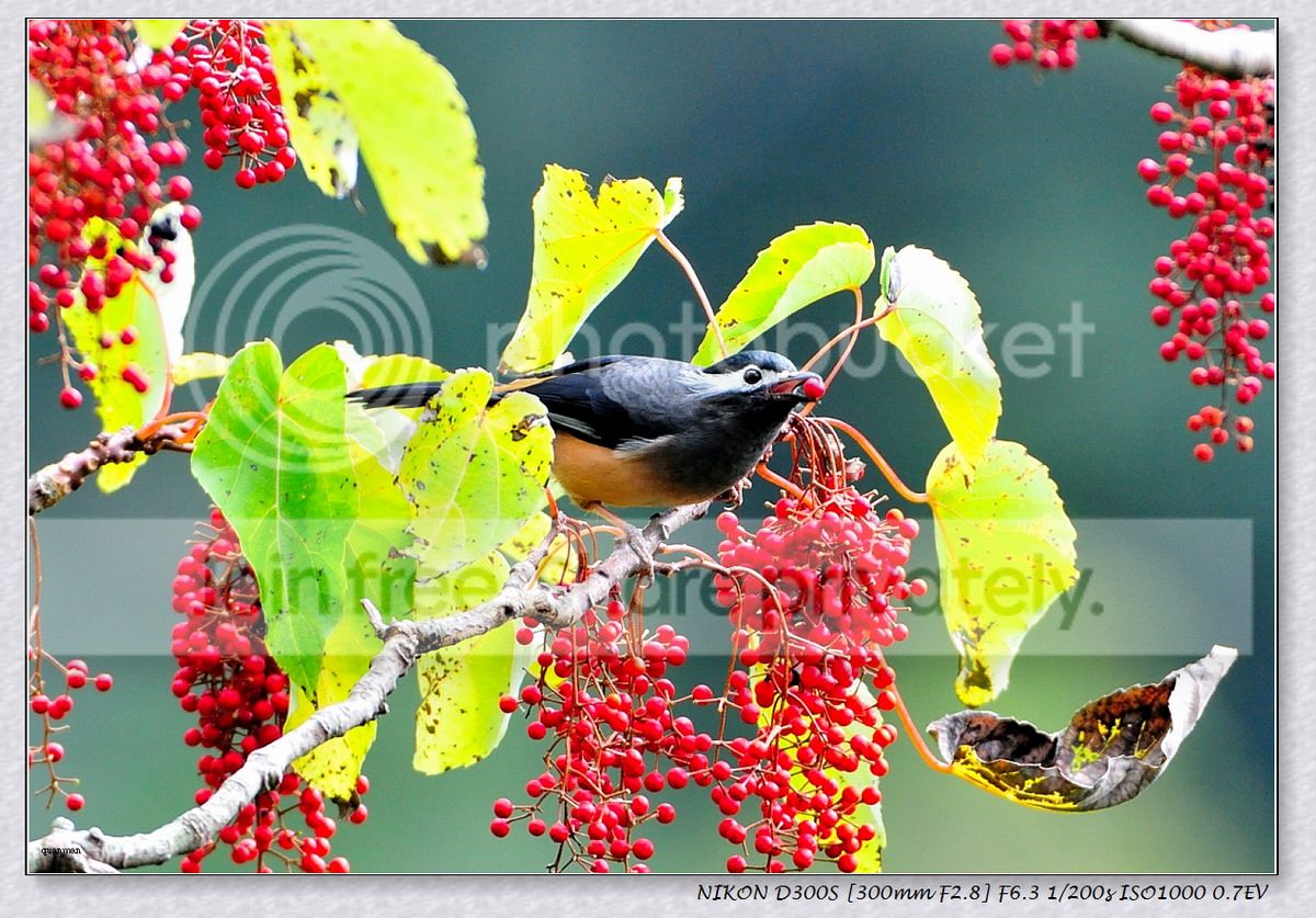 大雪山山桐子快成熟了